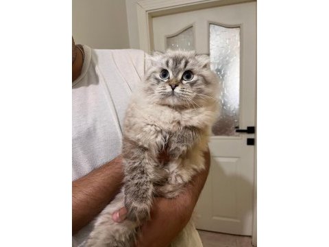 Blue point longhair 7 aylık kedimiz