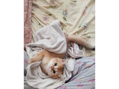 British shorthair ny12 dişi yavrumuz teslime hazır