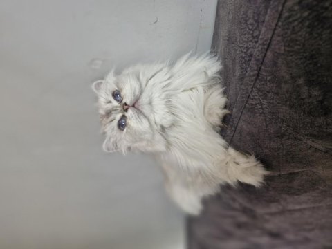 Kısır british longhair ücretsiz sahiplendirme
