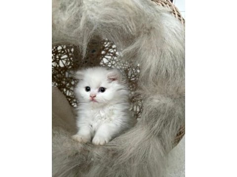 British longhair kedisi