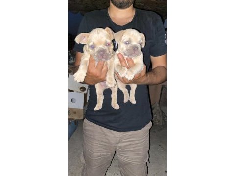 A kalite french bulldog yavrular günü gelen aşıları yapıldı