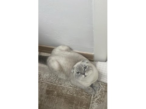 Scottish fold meleğimize yuva arıyoruz