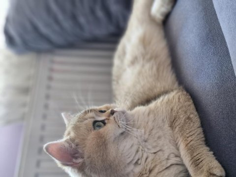 Golden british shorthair ny11