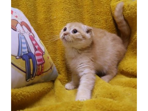 Scottish fold erkek yavru uygun