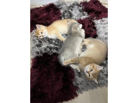 Minik british shorthair yavrularım sahiplendirilecektir
