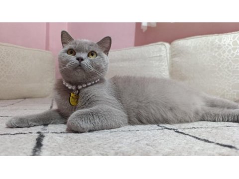 British shorthair mery kızımıza yuva arıyoruz