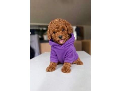 Tatlı tadında poodle yavrular