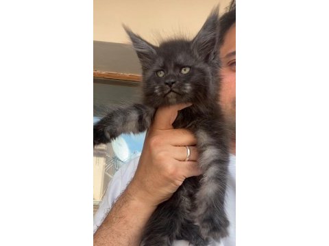 Siyah duman (black smoke) dişi maine coon