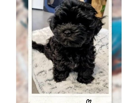 Mini minnak maltipoo bebeklerimiz