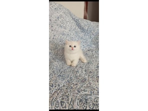 Sevimli british shorthair yavrumuz yeni yuvasını arıyor