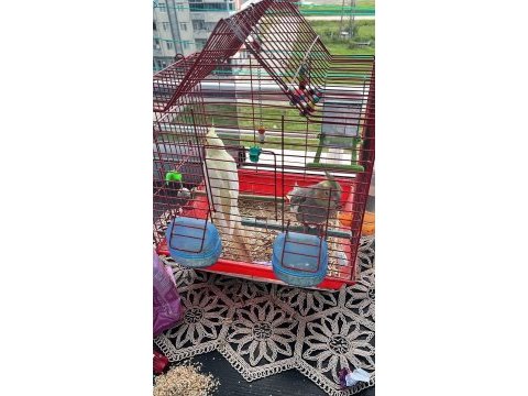 Çift evcil sultan papağanı