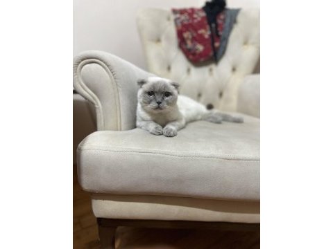 Scottish fold