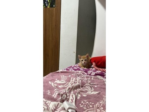 Kedimiz gofrete ömürlük yuva arıyoruz
