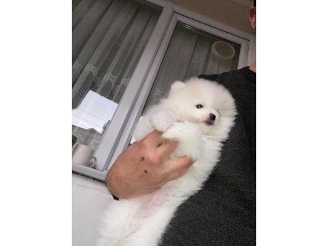 Pomeranian boo kar beyaz 2 aylık erkek
