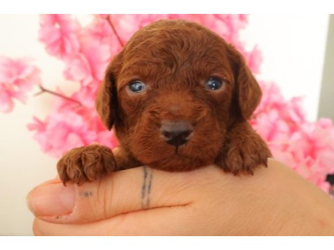 Red toy poodle