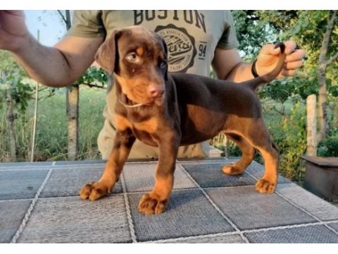 Siyah ve kızıl safkan doberman yavruları