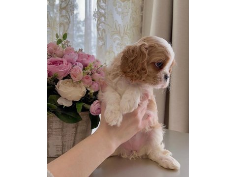 Cavalier king charles safkan