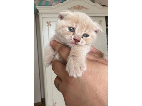 British shorthair bebeklerimize yeni yuva arıyoruz