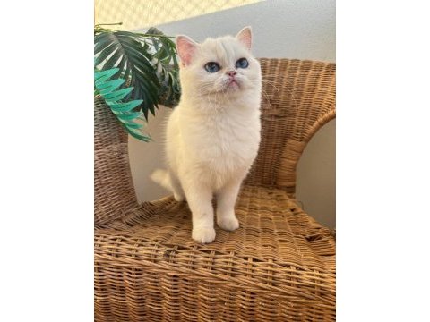 Kar beyaz golden british shorthair