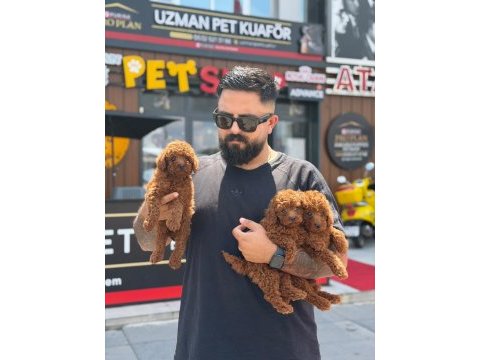 Çağrı çemçem in sizin için seçtiği yavrular 