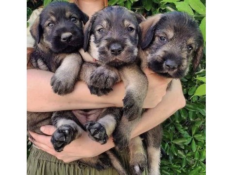 Fcı secereli schnauzer yavruları