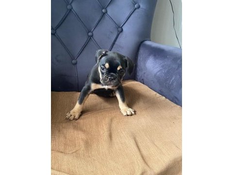 French bulldog black tan
