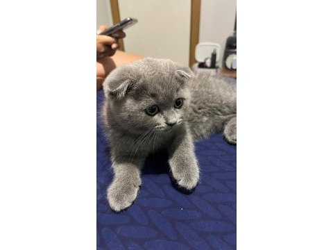 Yanında eşyalarıyla tatlı bebek gri scottish fold