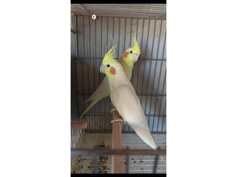 3 tk sultan yavru alınmış sultan kuşlar