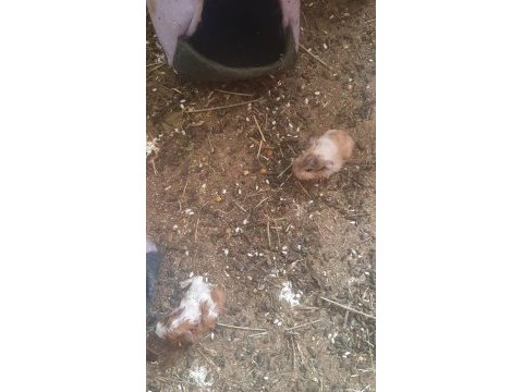 Sevimli guinea pig yavrular