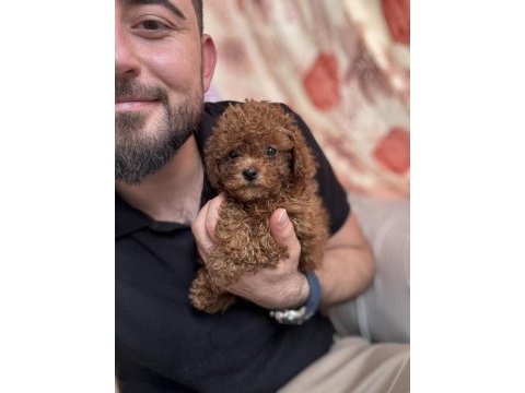 Kg garantili toy poodle yavrularım