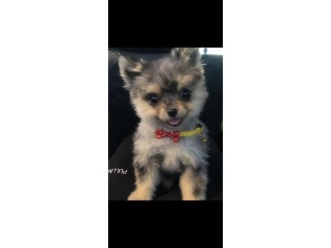 Pomeranian boo kedim doğum yapacağı için uyguna