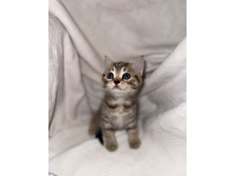 Çok sevimli british shorthair ve scottish fold yavrular