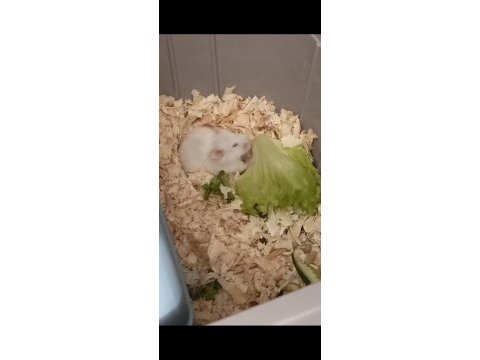 Suriye hamster
