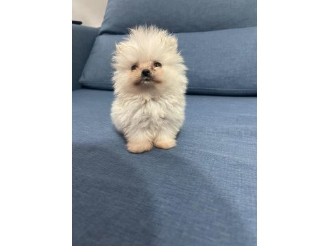 Pomeranian boo köpeğimiz