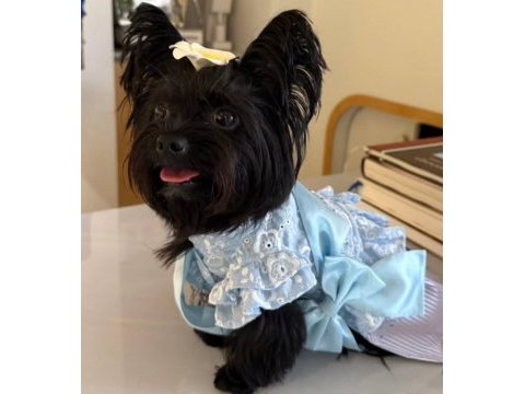 Black yorkshire terrier