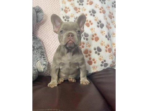 Secereli anne babadan ırk ve sağlık garantili french bulldog