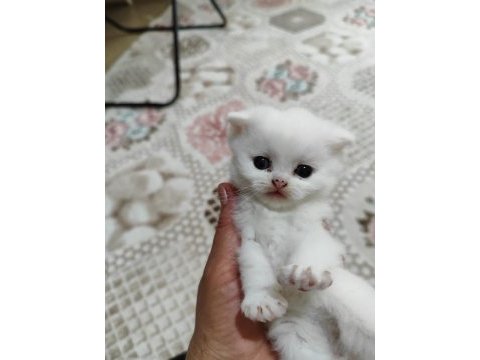 Scottish fold ve scottish straigt erkek yavrular