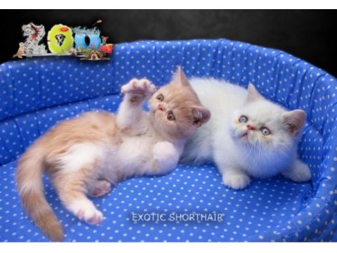 Sağlık garantili exotic shorthair