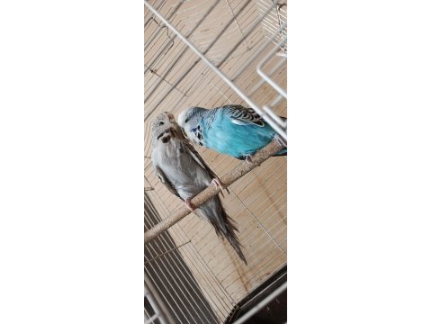 Show jumbo eşli muhabbet kuşu
