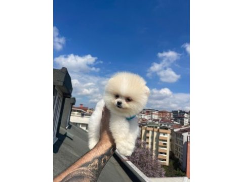 Pomeranian boo teddy yavrularım yeni yuvalarını arıyor
