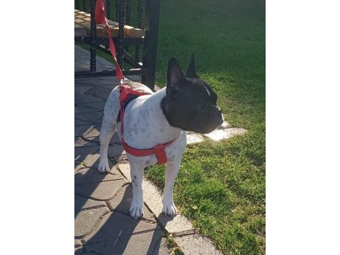 2 yaşında dişi french bulldog