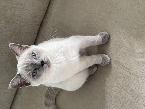 Bluepoint british shorthair