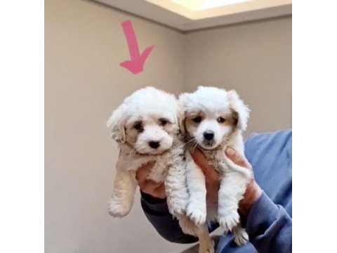 Yavru maltese terrier