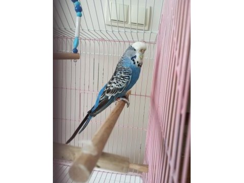Jumbo dişi muhabbet kuşu