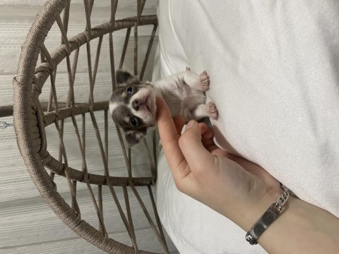 Kalite şivava bebek köpekler