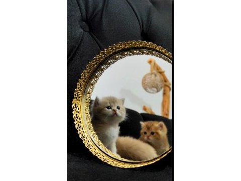 Rezerveye açık dişi british longhair yavrular