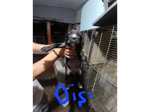 Acil dev cane corso yavrular