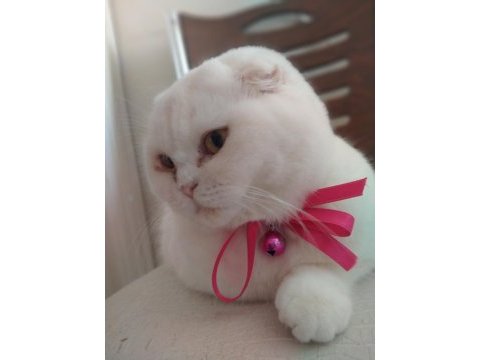 Güzel kızım yeni yuvasını bekliyor scottish fold