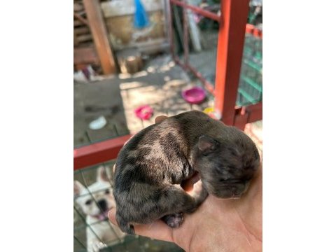 Köpeğimiz sizi bekliyorlar
