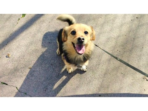 Ücretsiz sahiplendirme köpeğimiz